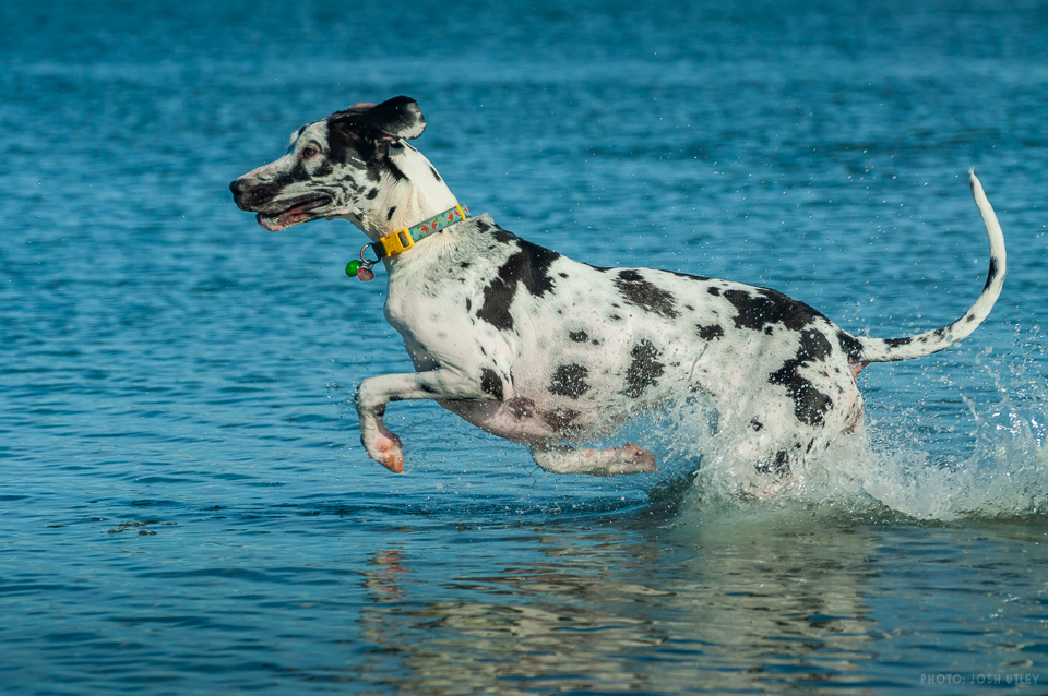 Dog Beach Park San Diego