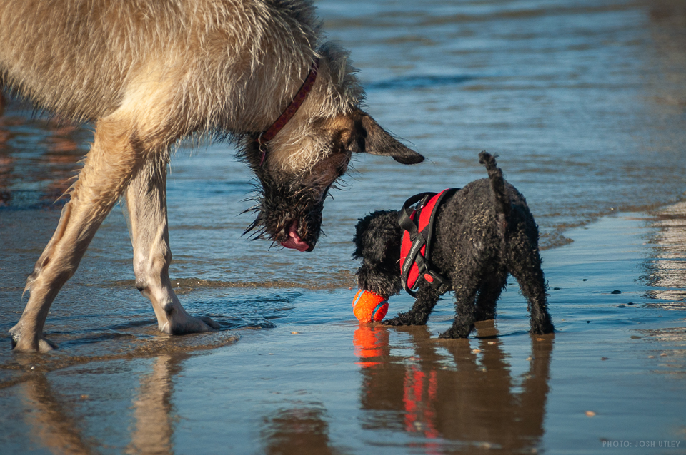 Dog Beach Park San Diego