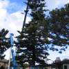 OB Christmas Tree 2006