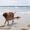 Frollicking by the Mission Bay jetty