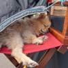 Dog on duty