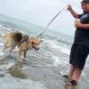 Leashes recommended