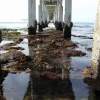 Underneath the OB Pier