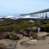 Tidepools at the pier